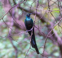Lamprotornis caudatus