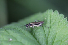 Pachyprotasis rapae