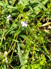 Lobelia nuttallii
