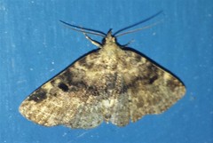 Metalectra quadrisignata