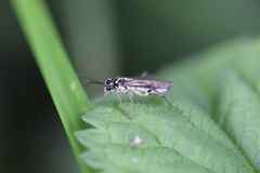 Pachyprotasis rapae
