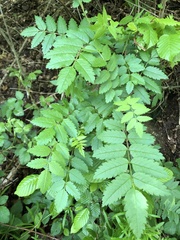 Sorbus aucuparia