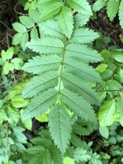 Sorbus aucuparia