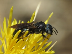 Ceratina chalcites