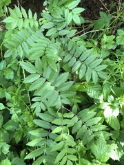 Sorbus aucuparia