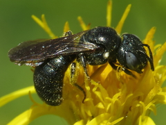 Ceratina chalcites