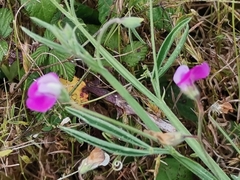 Lathyrus clymenum