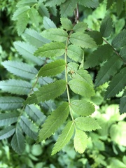 Sorbus aucuparia