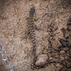 Pseudocordylus subviridis