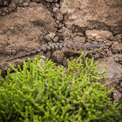 Pseudocordylus subviridis