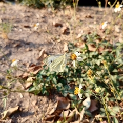 Pieris rapae rapae
