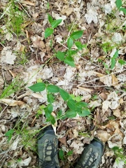 Vincetoxicum rossicum
