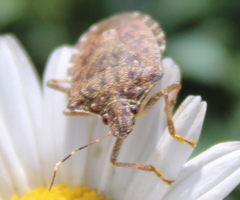 Halyomorpha halys