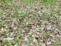 Vincetoxicum rossicum