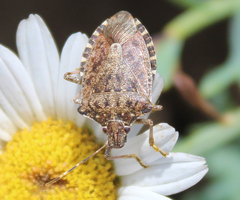 Halyomorpha halys