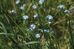 Myosotis