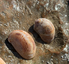 Crepidula fornicata