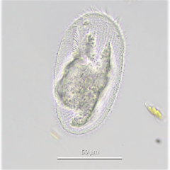 Peritromus faurei