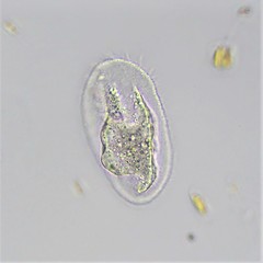 Peritromus faurei