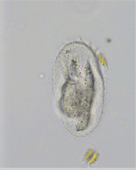 Peritromus faurei