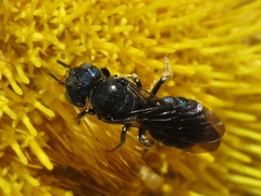 Ceratina chalcites