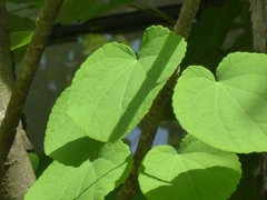 Cercidiphyllum japonicum
