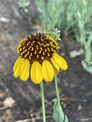 Helianthus ciliaris