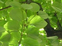 Cercidiphyllum japonicum