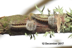 Leipoxais peraffinis