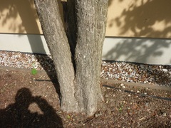 Cercidiphyllum japonicum