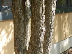 Cercidiphyllum japonicum