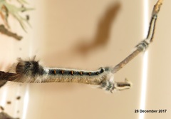 Leipoxais peraffinis