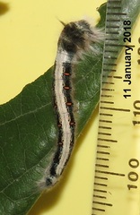 Leipoxais peraffinis