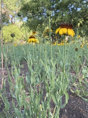 Helianthus ciliaris