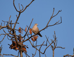 Streptopelia decaocto