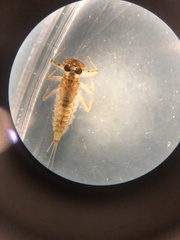 Rhithrogena semicolorata