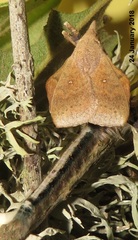 Leipoxais peraffinis