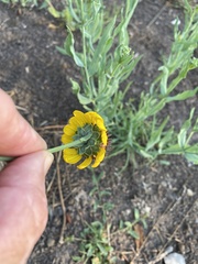 Helianthus ciliaris