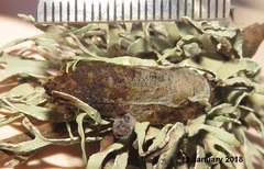 Leipoxais peraffinis