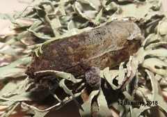 Leipoxais peraffinis