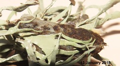 Leipoxais peraffinis