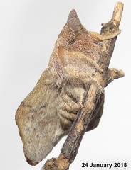 Leipoxais peraffinis