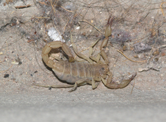 Chihuahuanus