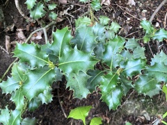 Ilex aquifolium