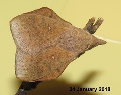 Leipoxais peraffinis