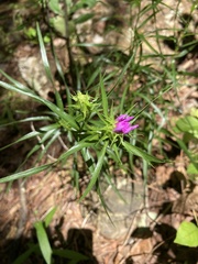 Liatris compacta