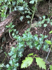 Ilex aquifolium