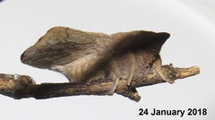 Leipoxais peraffinis