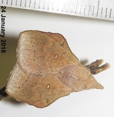 Leipoxais peraffinis