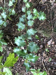 Ilex aquifolium